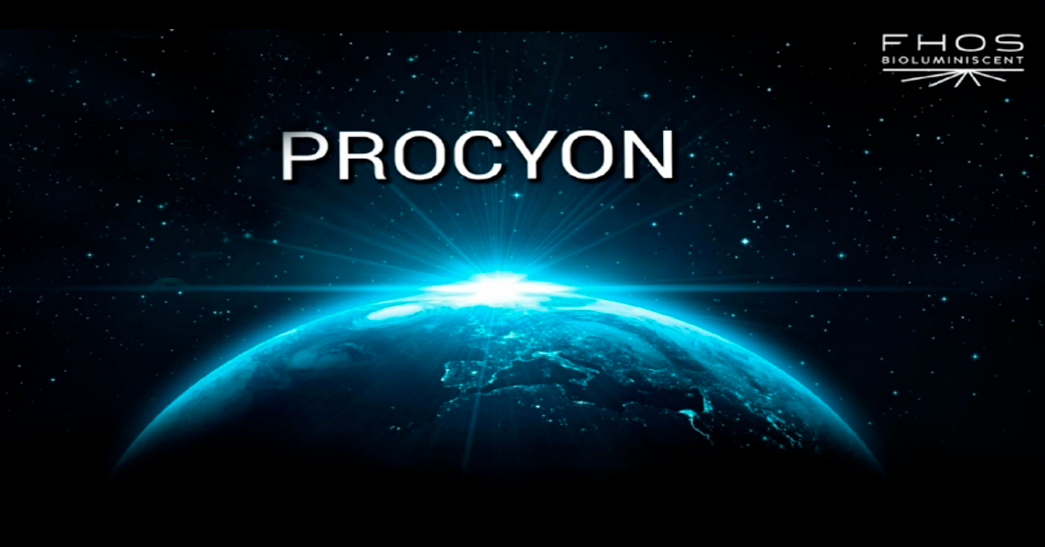 procyon procyon
